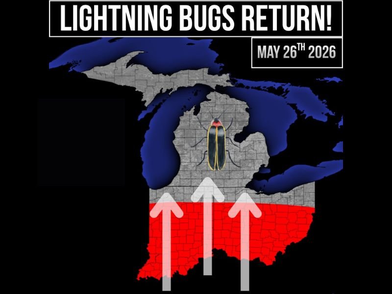Lightning Bugs Returning Across Indiana and Ohio With First Sightings Confirmed as Michigan Expects Arrival Soon Starting May 26