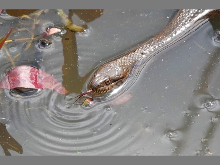 Northern Water Snake Season Now Active Across Eastern and Central North America as Rising Temperatures Bring These Nonvenomous Reptiles Out of Winter Dens
