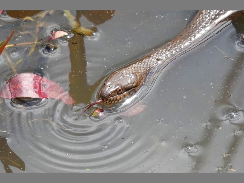 Northern Water Snake Season Now Active Across Eastern and Central North America as Rising Temperatures Bring These Nonvenomous Reptiles Out of Winter Dens