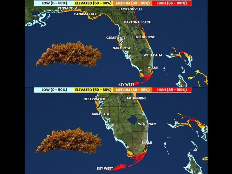 Record Sargassum Seaweed Season Blankets Florida Coastlines From Key West and Miami to Daytona Beach and Jacksonville With High to Medium Coverage This Weekend